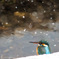 雪とカワセミ
