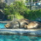 上野動物園のアザラシさんたち