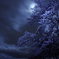 夜桜