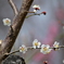 長池公園の白梅