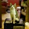 保護猫ハウスの猫２