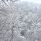 雪霏霏
