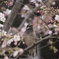 桜に鳥