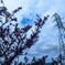 桜と高架線