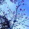 蒼と桜