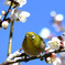 野山の鳥  メジロ