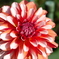 silkypix sample
