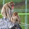 猿山公園