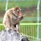 猿山公園２