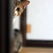 にゃん(=^_^=)