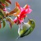 直ぐ近くの山茶花に来たメジロさん！