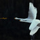 Swans in Shinjiko 2025 - 14