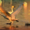 Swans in Shinjiko 2025 - 15