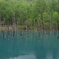北海道青い池