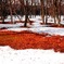 雪解けて・・・