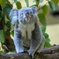 _koala