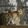 _serval