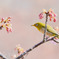 春近し