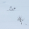 雪中林