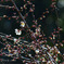 梅の花