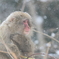 粉雪の降る日に