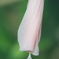 謎の花