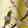 メジロ   　IMG-25024