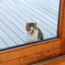 野生の目つきしてるな