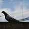 とっさの鳩