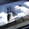 屋根等の雪除去-2_2025/02/25-