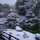 雪景2025・醍醐寺（三宝院・表書院回廊より三宝院庭園を望む1）