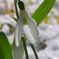 スノードロップ（京都府立植物園にて）