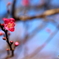 梅の花