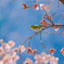 やっと咲き出した寒桜にホッと