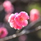 光の中の紅梅の