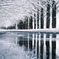 ❅.*  メタセコイア並木…雪景色  ❅ *