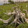 独特な形の木の根