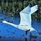 Swans in Shinjiko 2025 - 17