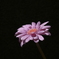 P1000021