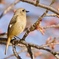 桜ジョウビタキ