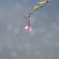 桜蕾
