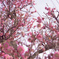 梅の花