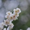 早春 ①