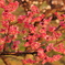 紅梅