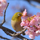河津桜次郎