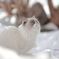 もうすぐ春だニャー　=^_^=