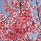 土肥桜　2025
