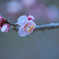 鏡神社の梅の花（２）