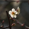 鏡神社の梅の花（３）