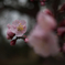 鏡神社の梅の花（４）